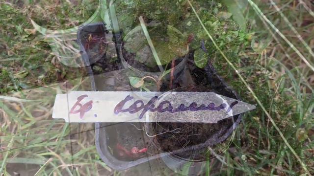 Посадочный сезон никак не закончится!!! Саженцы на доращивание! 🧤👩🏻🌾🌱 смотреть онлайн