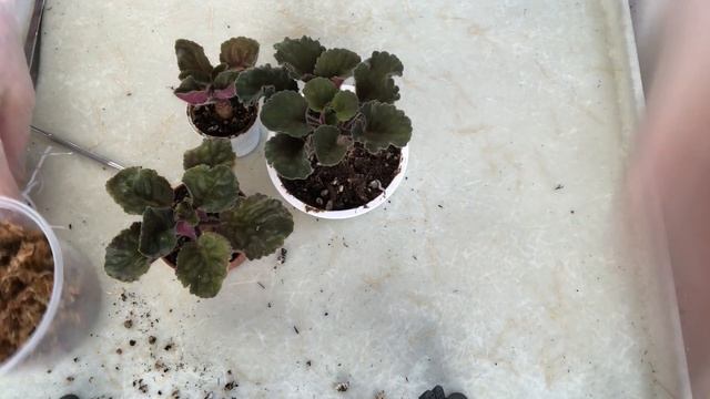 AFRICAN VIOLETS. The best method growing roots on the long neck! смотреть онлайн