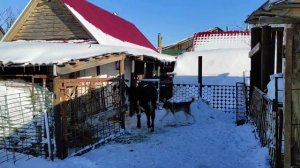 ОТКОРМ БЫКОВ НА МЯСО. ОБЗОР САМЫЙ ЛУЧШИЙ ВИТАМИН ДЛЯ РОСТА БЫЧКОВ.