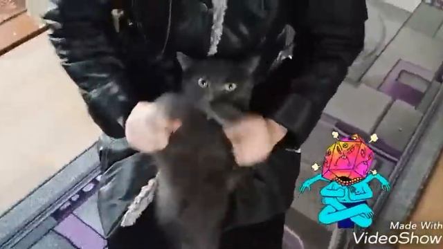 Танец кота смотреть онлайн