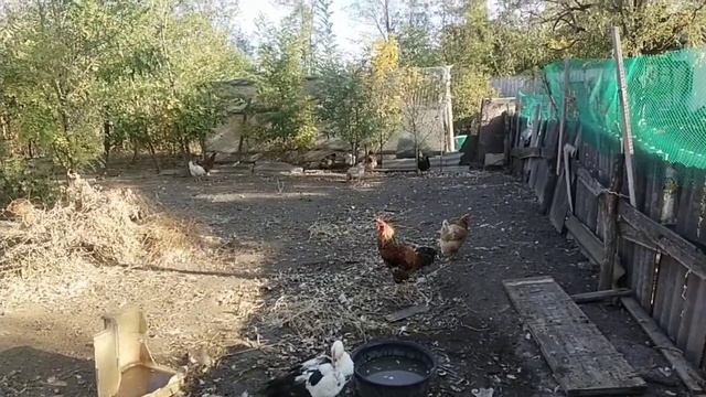 субботник на выгуле в курятнике смотреть онлайн
