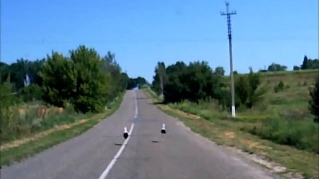 Аисты пешеходы смотреть онлайн