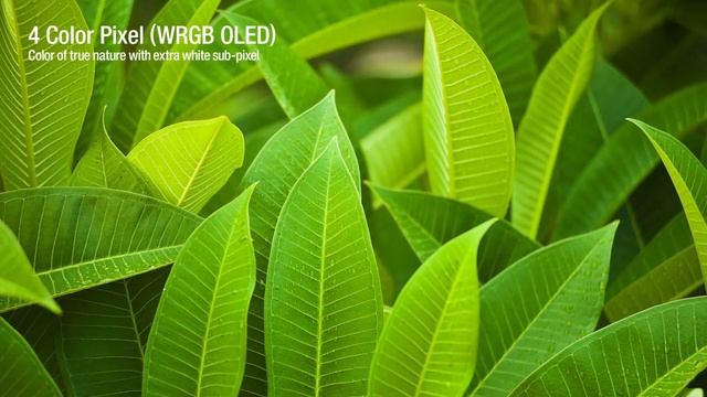 LG TV Oled смотреть онлайн