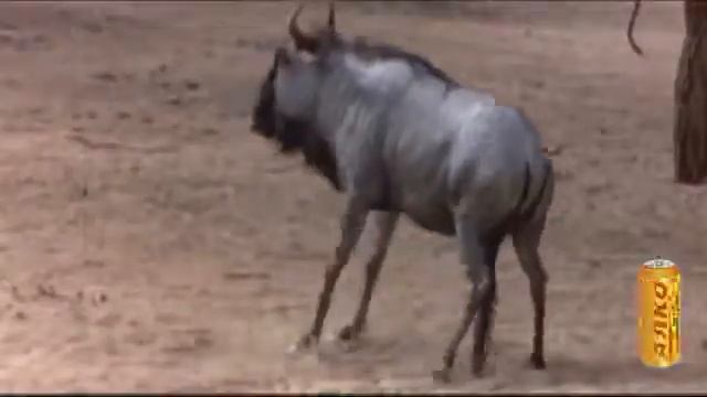 Бухие! Животные! смотреть онлайн