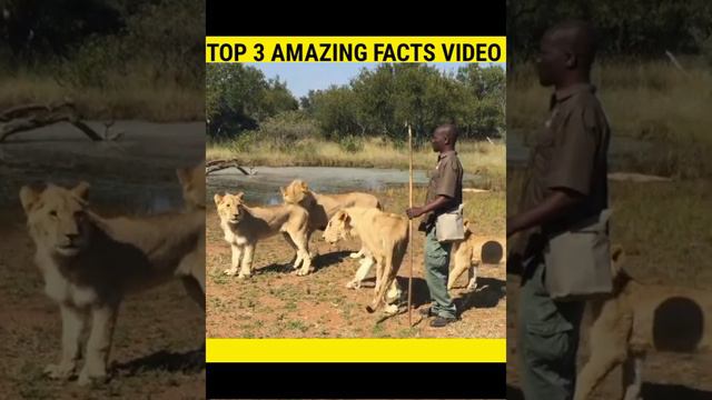 दुनिया के 3 amazing Facts video | #short #youtube #short смотреть онлайн