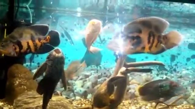 Астронотусы и акары смотреть онлайн