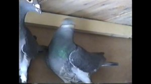 СПОРТИВНЫЕ   ГОЛУБИ