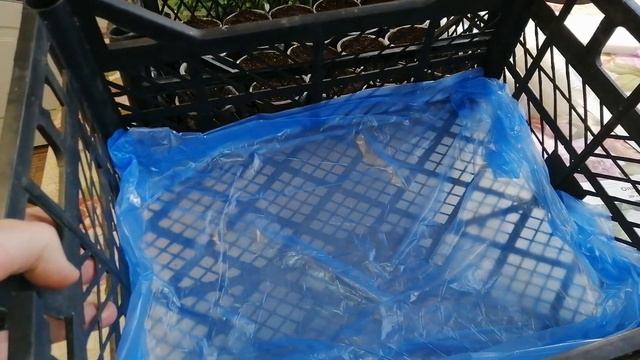 ?????ХОТИТЕ ПОЛУЧИТЬ САМЫЙ РАННИЙ УРОЖАЙ КАПУСТЫ - ПОРА СЕЯТЬ НА РАССАДУ. Посев капусты в ящики смотреть онлайн