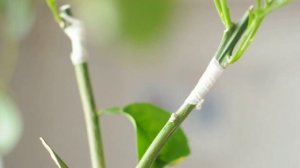 Прививка цитрусовых. Прививка апельсина на дичок