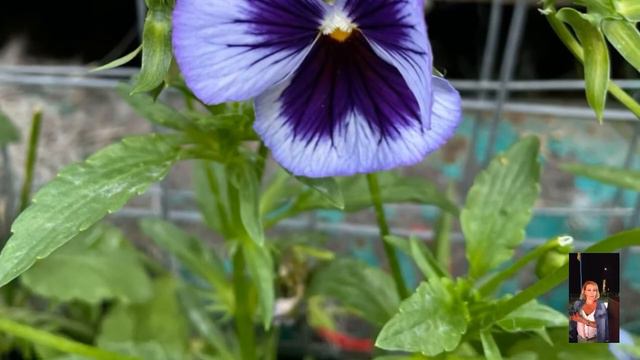 Мои цветы 🌸 🌺 🌹 лето 2021г смотреть онлайн