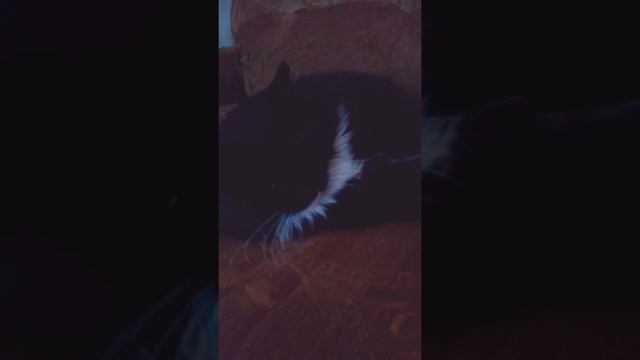 Температура нормальная для кота ! смотреть онлайн