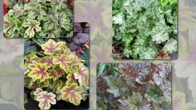 Color and texture for the dry mediterranean garden смотреть онлайн