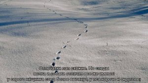 След собаки и волка: отличия отпечатков