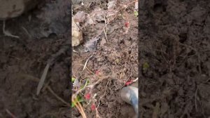 Простой способ размножения спиреи и любах кустарников