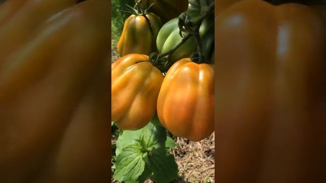 Сорт томата «Калифорнийский тюльпан « смотреть онлайн