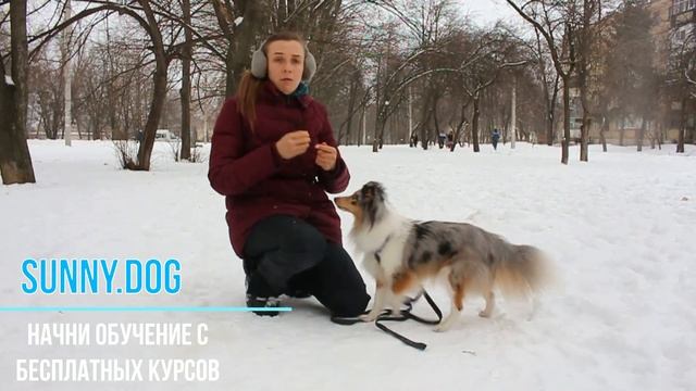 Шелти || Особенности обучения и дрессировки || Как правильно обучать шелти || Характер шелти смотреть онлайн