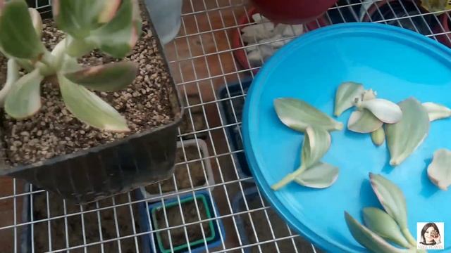 Прививка вариегатной Крассулы на обычную Крассулу Овата смотреть онлайн