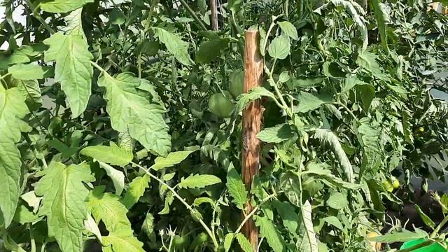 Томат Орлиное сердце. Фирма Сибирский сад.