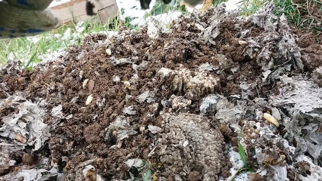 Разгром гнезда подземных ос смотреть онлайн