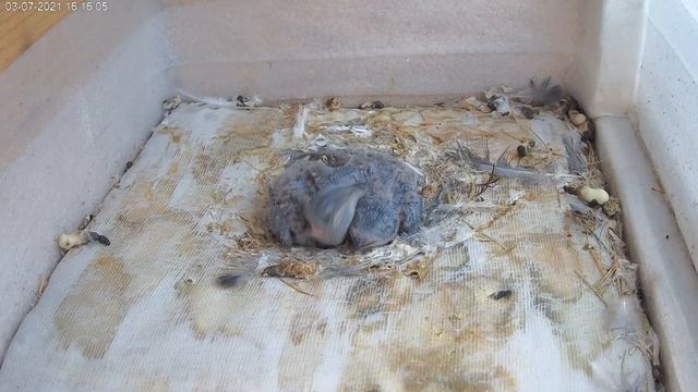 03.07.21. Стрижи. Птенцы 10-й день.