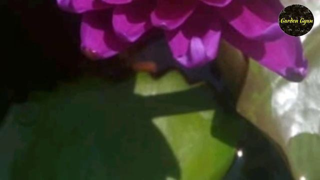 Top 10 Water Lilies Plants, by Garden Gyan смотреть онлайн