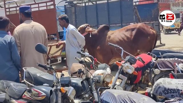 Sode Pe Sode ? Malir Mandi On Its Peak 2 May 2023 Update|| 1lac 70thousand ||B4BIRDS смотреть онлайн