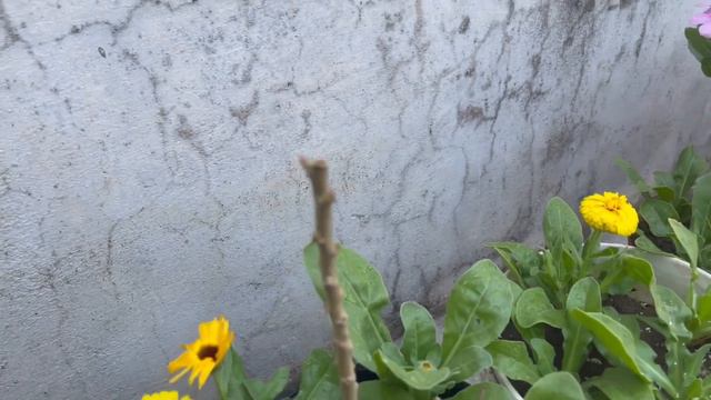 March 2023 Garden Updates - Flowering Plants - Flowering Season - Home Gardening - Plants Care смотреть онлайн