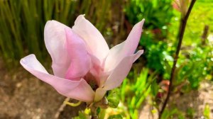 Gorgeous Magnolia ‘George Henry Kern’ #rosemsb