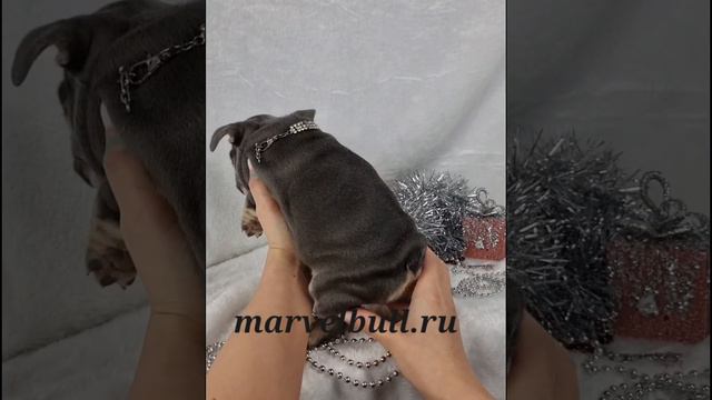 МАРВЕЛ БУЛЬ ИЗАБЕЛЬ. 09.11.2022г. рождения смотреть онлайн