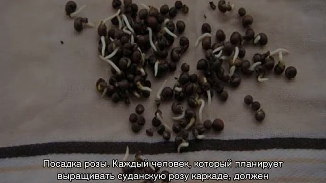 Суданская роза (Розелла, Каркаде) — что это такое смотреть онлайн