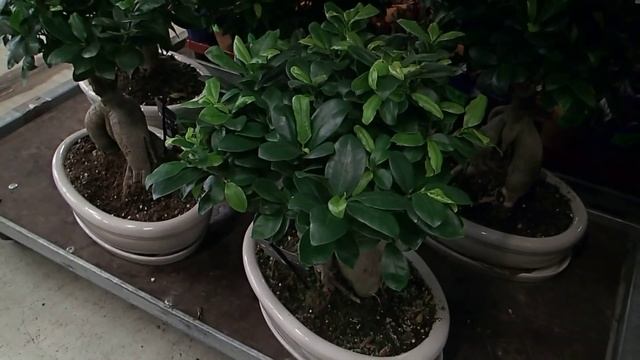 Ficus microcarpa Ginseng смотреть онлайн