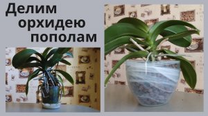 Как омолодить орхидею и разделить ее на 2 части.