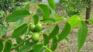 Вишня ГРИОТ ВСЕХ СВЯТЫХ, КАНАДА ДЮК / Обзор на 11.06.2023