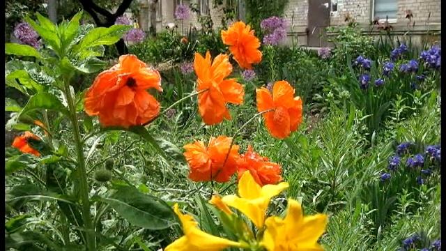 Стихи Л Кудрицкой смотреть онлайн