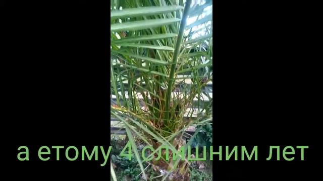 моя финиковая пальма цветёт смотреть онлайн
