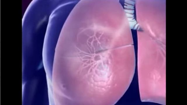 Строение тела человека. Анатомия для детей! Что у нас внутри! смотреть онлайн