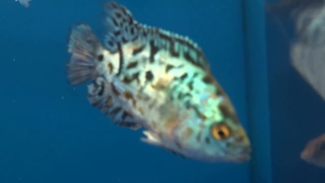 Top 7 small fish, that get really BIG! смотреть онлайн