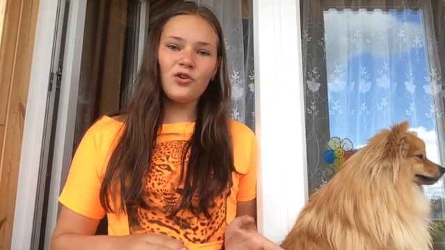 основные правила дрессировки + команда сидеть/ дрессируем шпица смотреть онлайн