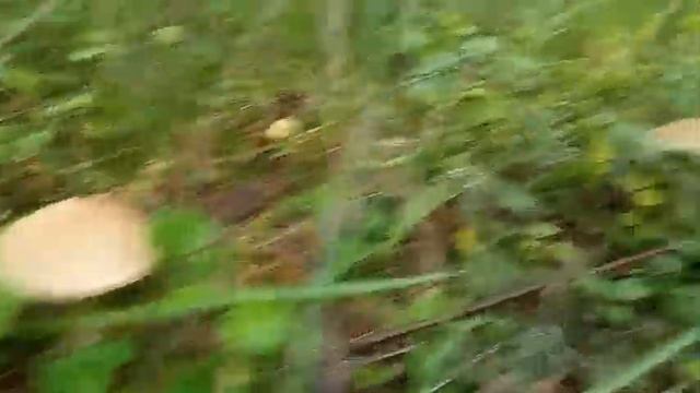 Грибы поперли после дождя! МНОГО ГРИБОВ В ЛЕСУ!!! смотреть онлайн