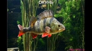 Рыбы по алфавиту от а до я