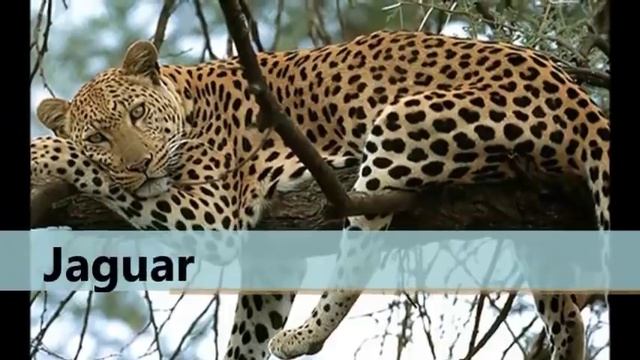 Flora y fauna del Perú смотреть онлайн