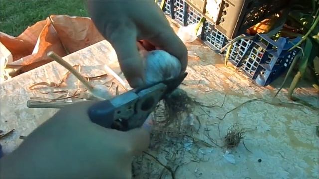 Хранение чеснока дома смотреть онлайн