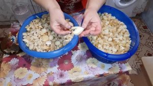 Маринованные маслята???// маслята на зиму// прогулка в лесу