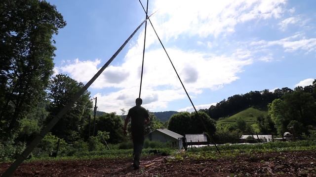 Trellis Tomatoes FOR FREE Using Bamboo and Prevent Blight From Destroying Your Crop! смотреть онлайн