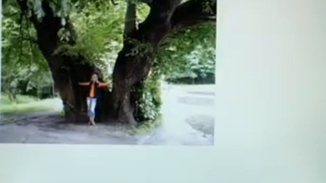 Деревья памятники живой природы. г. Москва смотреть онлайн