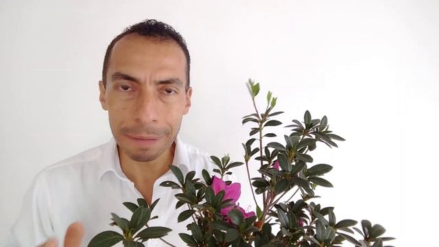 CUIDADOS DE LA AZALEA смотреть онлайн