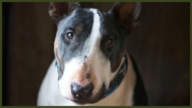WHY ARE BULL TERRIER CROPPED AND DOCKED? смотреть онлайн