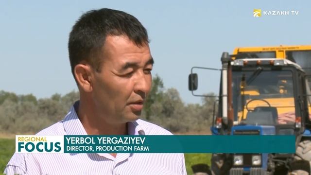 Сельхозпроизводители Жамбылской области успешно выращивают земляной орех смотреть онлайн