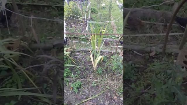 Квочка с цыплятами смотреть онлайн
