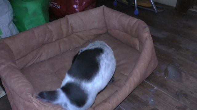 Щенок русского спаниеля приехал в новый дом. смотреть онлайн